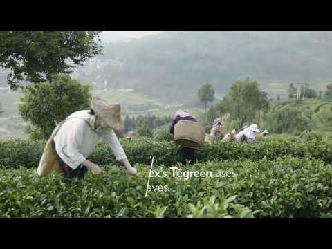 Grüner Tee für Nu Skins Tegreen wird geerntet